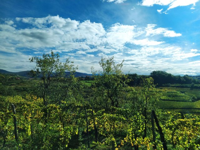 goriska_brda2