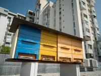 Ozaveščanje v antropocenu: z zaščito čebel branimo nas