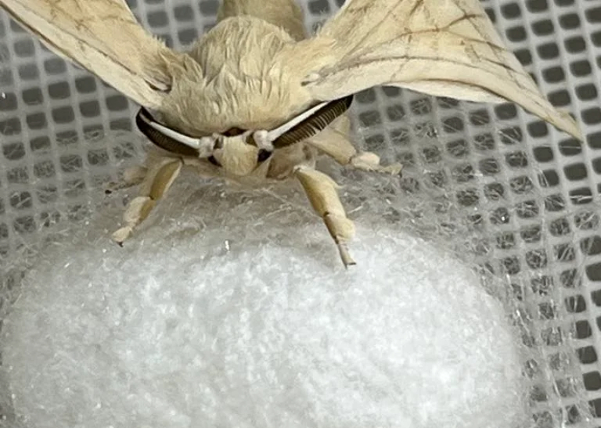 Slovenska svila za revolucionarne medicinske izdelke