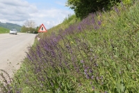 Cvetoči cestni robovi